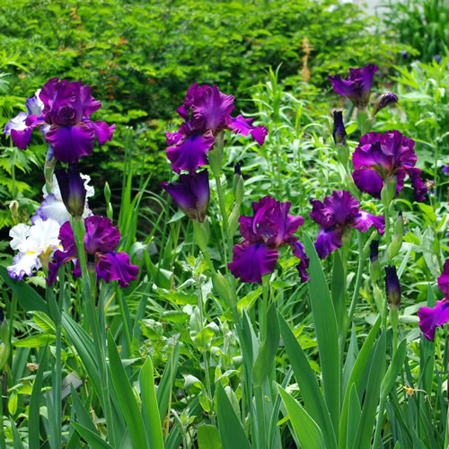 Iris germanica Gypsy Romance